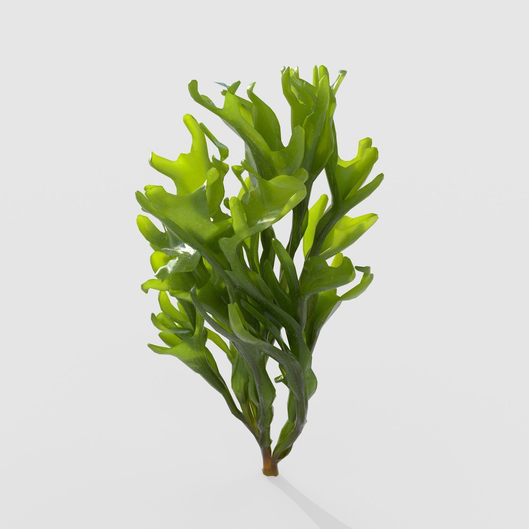 3D Photorealistic Seaweed Pack https://p.turbosquid.com/ts-thumb/dw/pZrGen/I0/1d/jpg/1776757492/1920x1080/fit_q87/c059fc76c8c1144b62edf48ddb4d868cd1adce67/1d.jpg