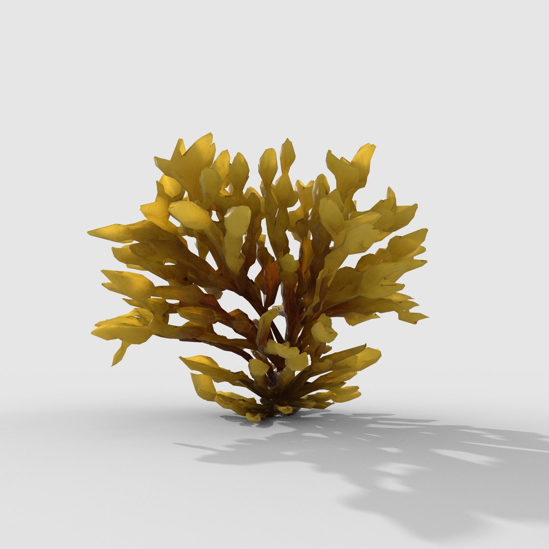 3D Photorealistic Seaweed Pack https://p.turbosquid.com/ts-thumb/dw/pZrGen/XF/1h/jpg/1776757524/1920x1080/fit_q87/fefff5de7aba7ddff4ec33d3b78299d587e7f40f/1h.jpg