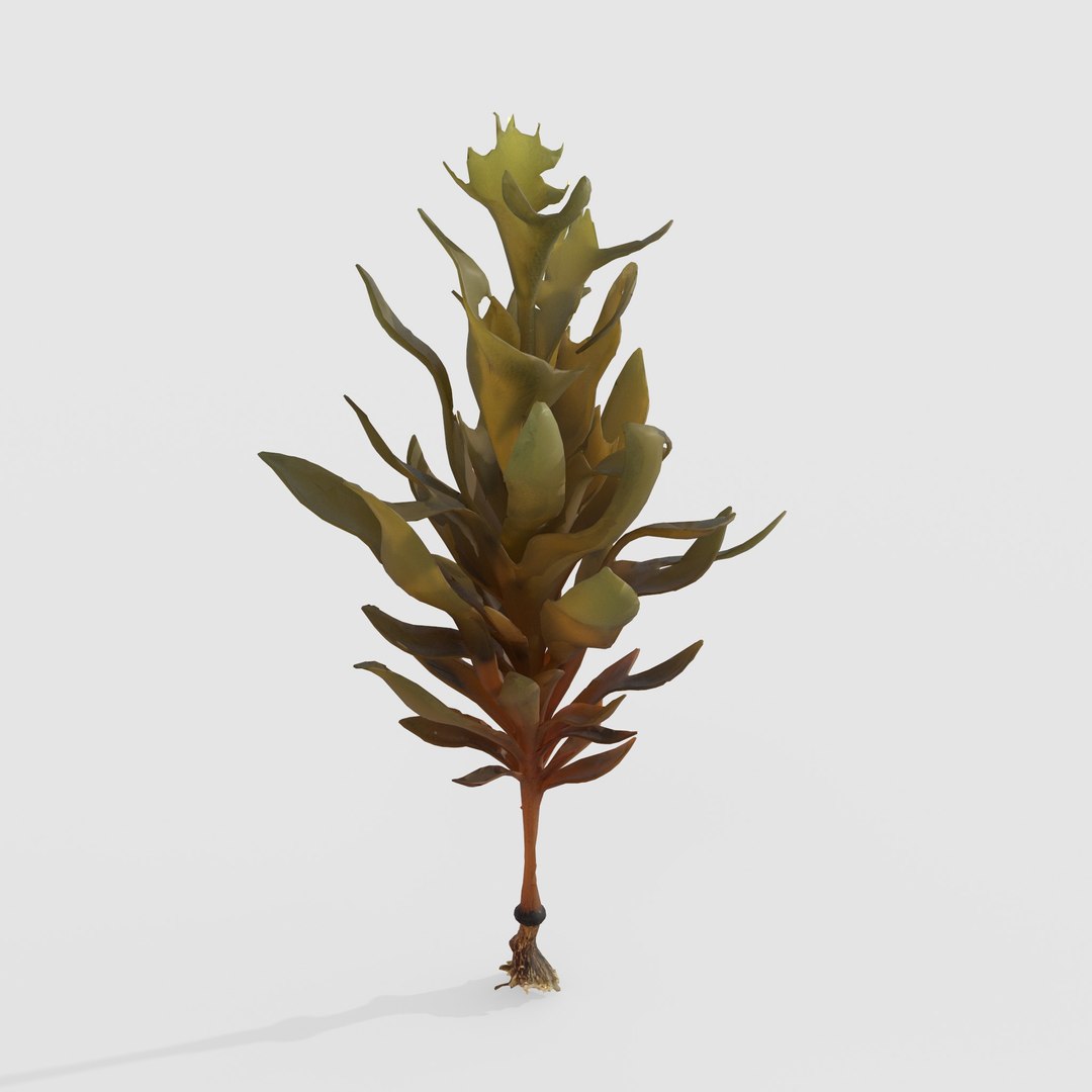 3D Photorealistic Seaweed Pack https://p.turbosquid.com/ts-thumb/dw/pZrGen/Zs/1f/jpg/1776757503/1920x1080/fit_q87/0a16d80a1a4f887b8c7fa79c5d51cfa540eb1ef6/1f.jpg
