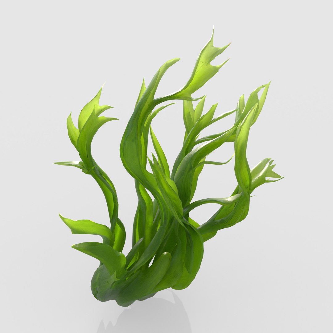 3D Photorealistic Seaweed Pack https://p.turbosquid.com/ts-thumb/dw/pZrGen/dH/1a/jpg/1776757468/1920x1080/fit_q87/5f3babdb0d08ca3b62d54ecfcd9483088acee6f1/1a.jpg