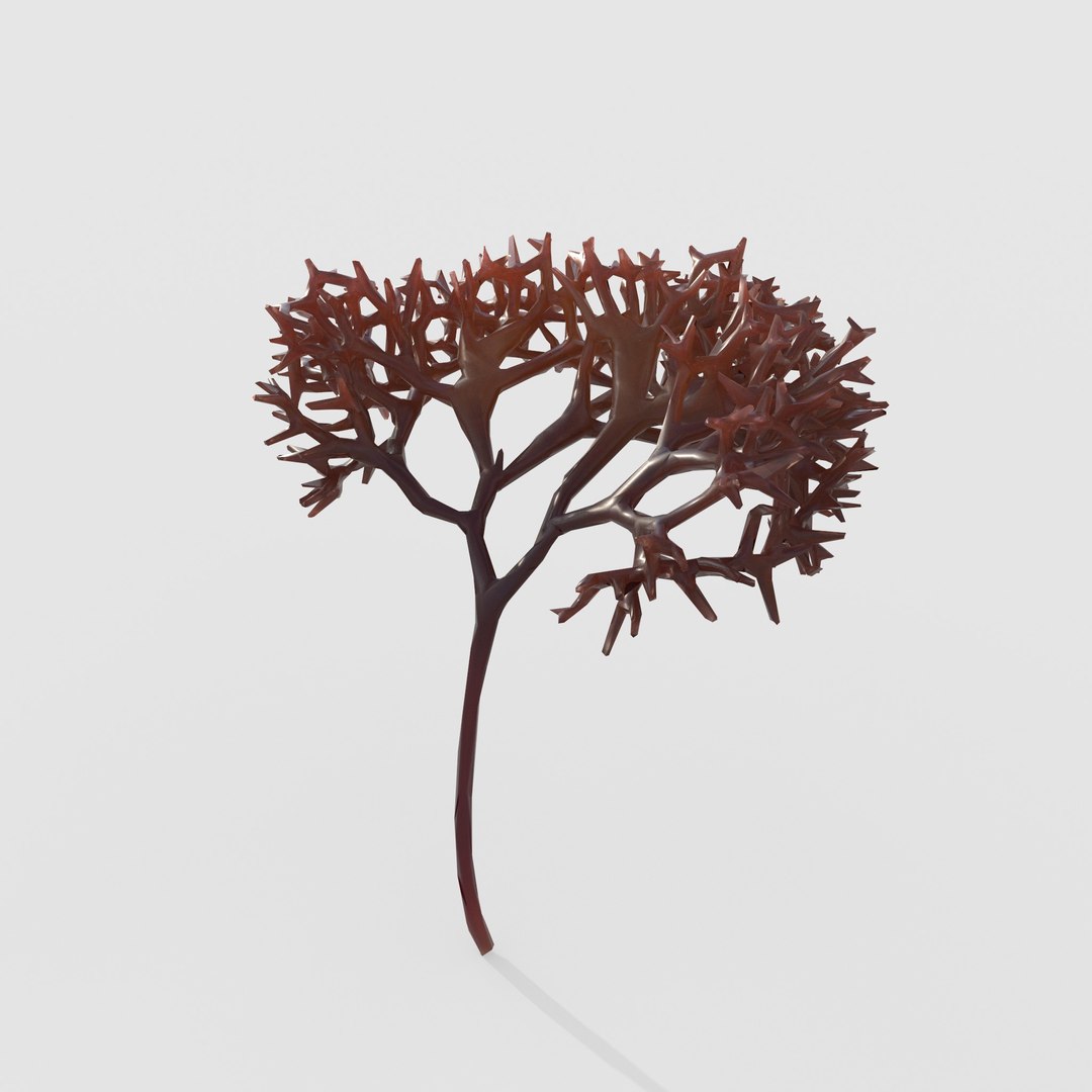 3D Photorealistic Seaweed Pack https://p.turbosquid.com/ts-thumb/dw/pZrGen/gt/1x/jpg/1776757573/1920x1080/fit_q87/4655da368cee14abca50f86357d3952e93d9766b/1x.jpg