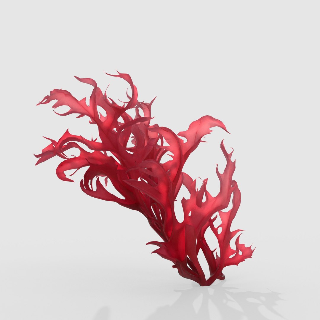 3D Photorealistic Seaweed Pack https://p.turbosquid.com/ts-thumb/dw/pZrGen/m7/1l/jpg/1776757554/1920x1080/fit_q87/5d32ad1b61c9675151e0ae4131397875f60de313/1l.jpg