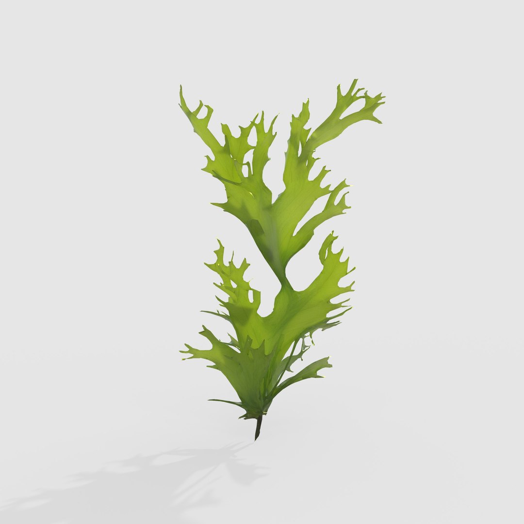 3D Photorealistic Seaweed Pack https://p.turbosquid.com/ts-thumb/dw/pZrGen/pt/1/jpg/1776757413/1920x1080/fit_q87/cc1224b383a8829b4da50fb0d91ef62727142727/1.jpg