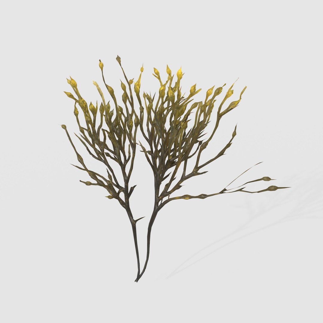 3D Photorealistic Seaweed Pack https://p.turbosquid.com/ts-thumb/dw/pZrGen/wY/3/jpg/1776757430/1920x1080/fit_q87/c32585f4ca0b66e1fbe21fdb7fccca7f9a49505b/3.jpg
