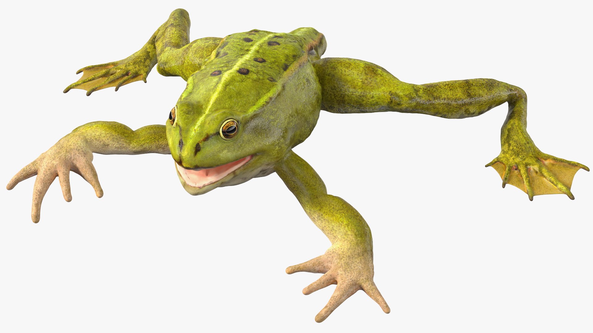 Froglet Rigged for Cinema 4D 3D model preview