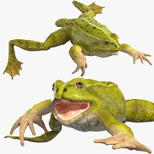 Froglet Rigged for Cinema 4D model