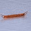 Ancient Row Boat