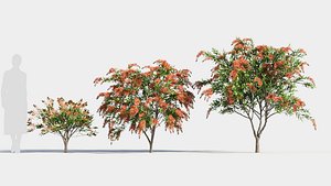 callistemon endeavour c