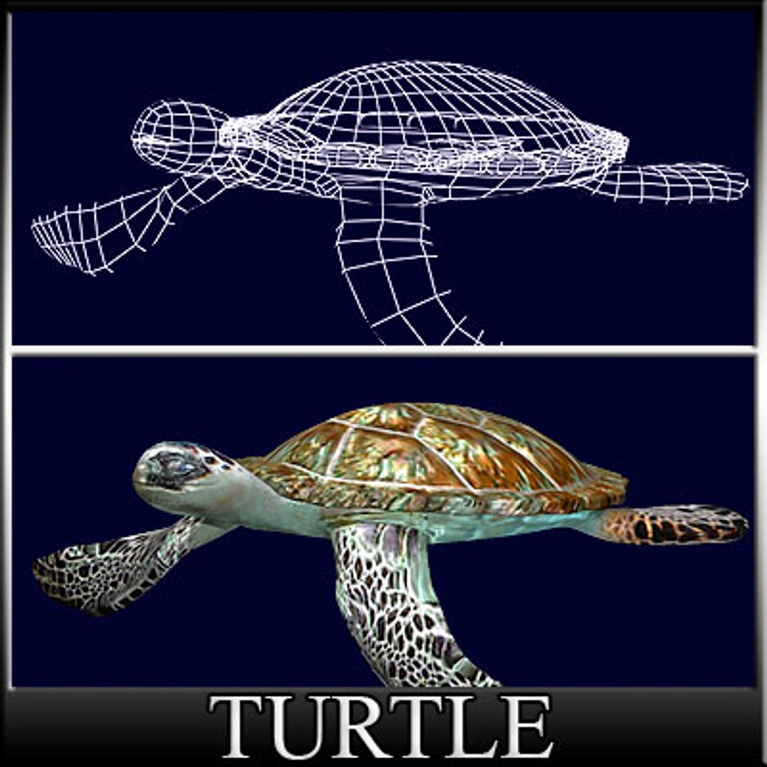 Obj Water Turtle
