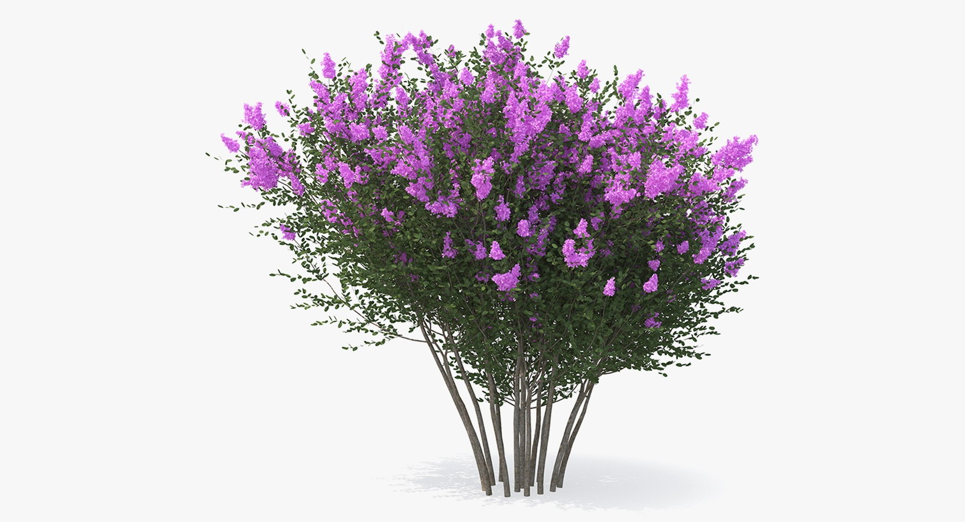 Tuscarora Crape Myrtle Tree 3D model preview