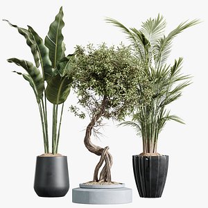 AV Indoor plants set 211 Ficus Bonsai Ginseng and ParadiseBird and Areca Majesty Cat Reed Palm 3D model