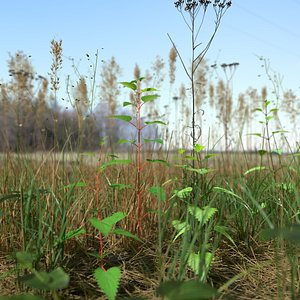 pbr grass leaf starwort 3D