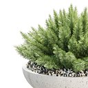 Woolly Plants in Pot 516 3D Plant Model