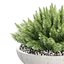 プレミアム屋内・屋外植物コレクションバンドル100
