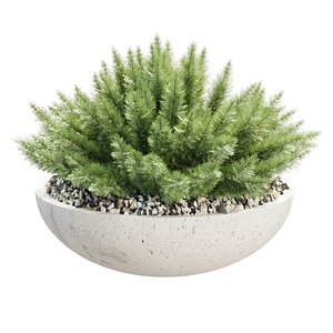 3D Woolly Plants in Pot 516 3D Plant Model model