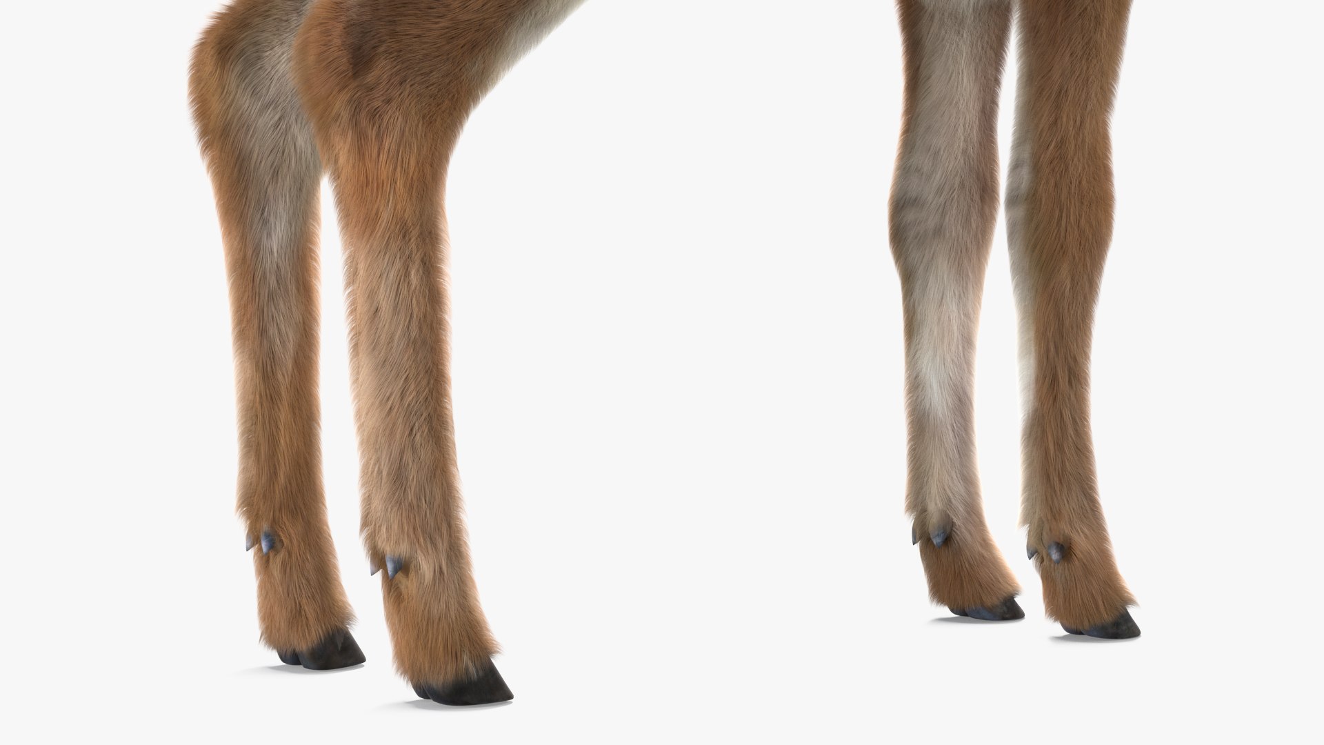 3D White Tailed Fawn Deer Fur Rigged For Cinema 4D TurboSquid 2415918