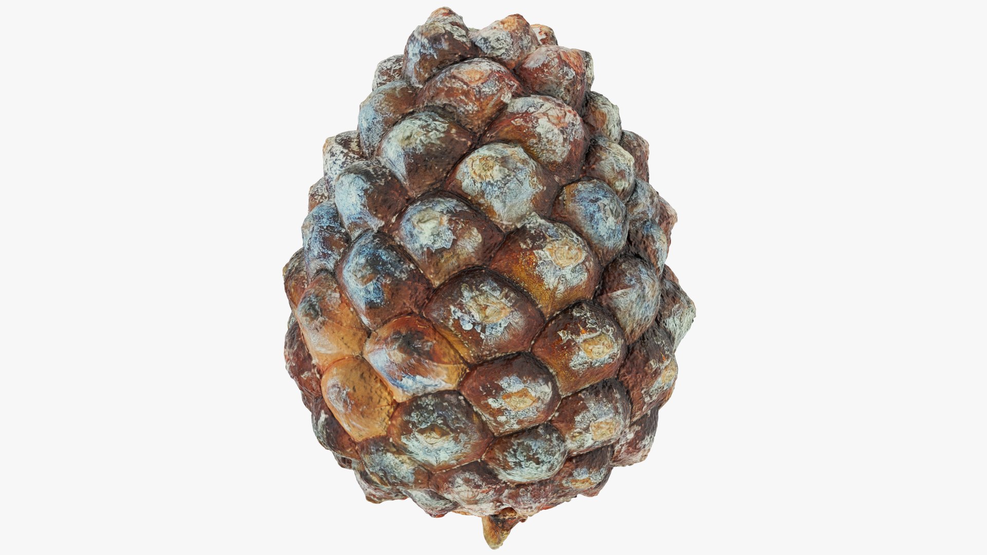 3D Conifer Cones Collection V4 model https://p.turbosquid.com/ts-thumb/dx/e1LvTl/1A/yc1_001/png/1705269821/1920x1080/fit_q87/27b1f844e1dcbee6c9100a575cae39906b3363f6/yc1_001.jpg