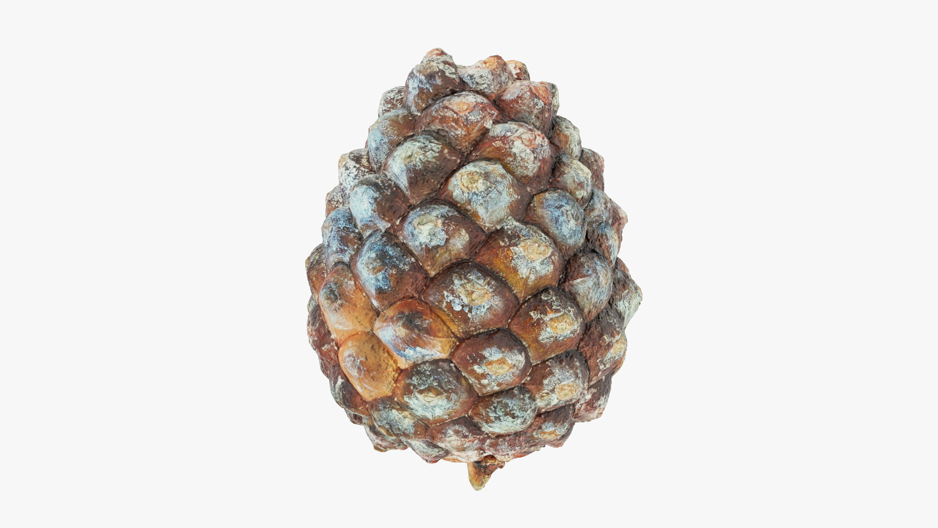 3D Conifer Cones Collection V4 model https://p.turbosquid.com/ts-thumb/dx/e1LvTl/F0/yc1render/jpg/1705076360/1920x1080/turn_fit_q99/063fafa5a52254f4105149a108b6c399340b88bd/yc1render-1.jpg
