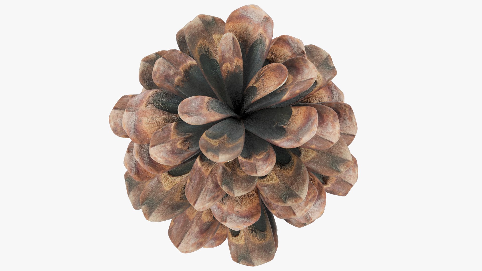 3D Conifer Cones Collection V4 model https://p.turbosquid.com/ts-thumb/dx/e1LvTl/FY/c2_004_009/png/1705269686/1920x1080/fit_q87/9a2ddacee717c3c8fe282ddb1e5d3dcfdfd0a819/c2_004_009.jpg