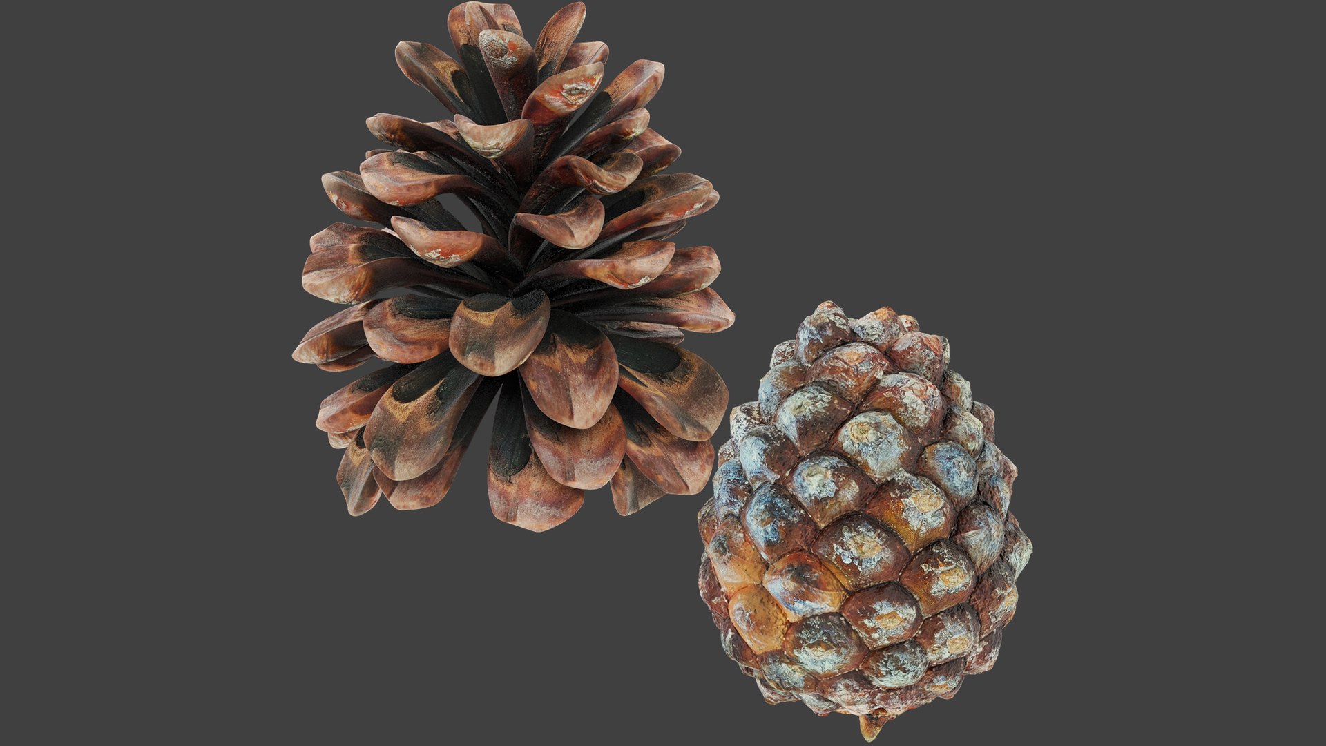 3D Conifer Cones Collection V4 model https://p.turbosquid.com/ts-thumb/dx/e1LvTl/TB/ccc4_003/png/1705269611/1920x1080/fit_q87/e11559f191a1d6917b549a8d2e606f8688578acd/ccc4_003.jpg