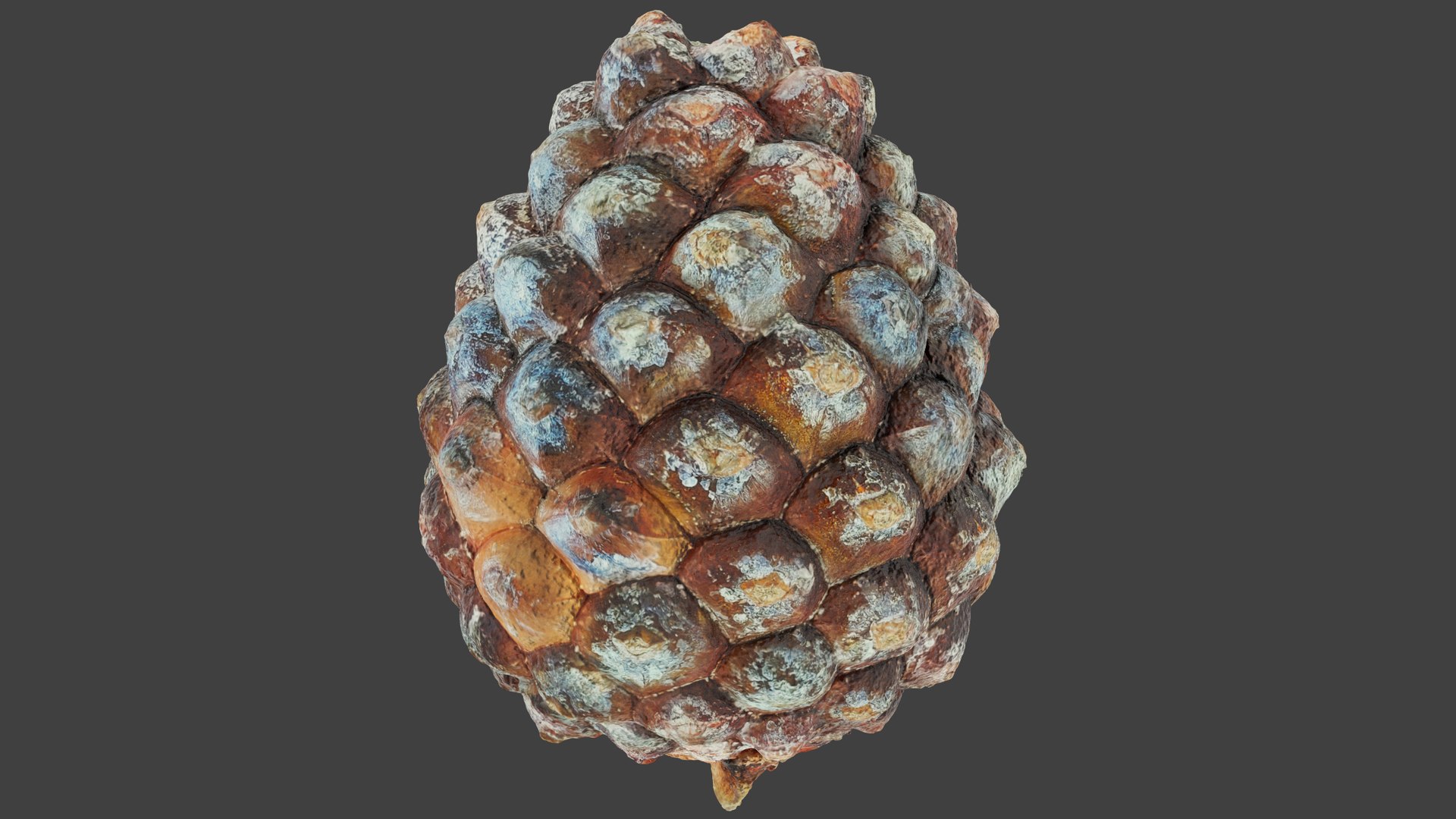 3D Conifer Cones Collection V4 model https://p.turbosquid.com/ts-thumb/dx/e1LvTl/aK/yc1_002/png/1705269807/1920x1080/fit_q87/7ad4f09861daaf607db7b6cf1ebdf0b1557b39f3/yc1_002.jpg