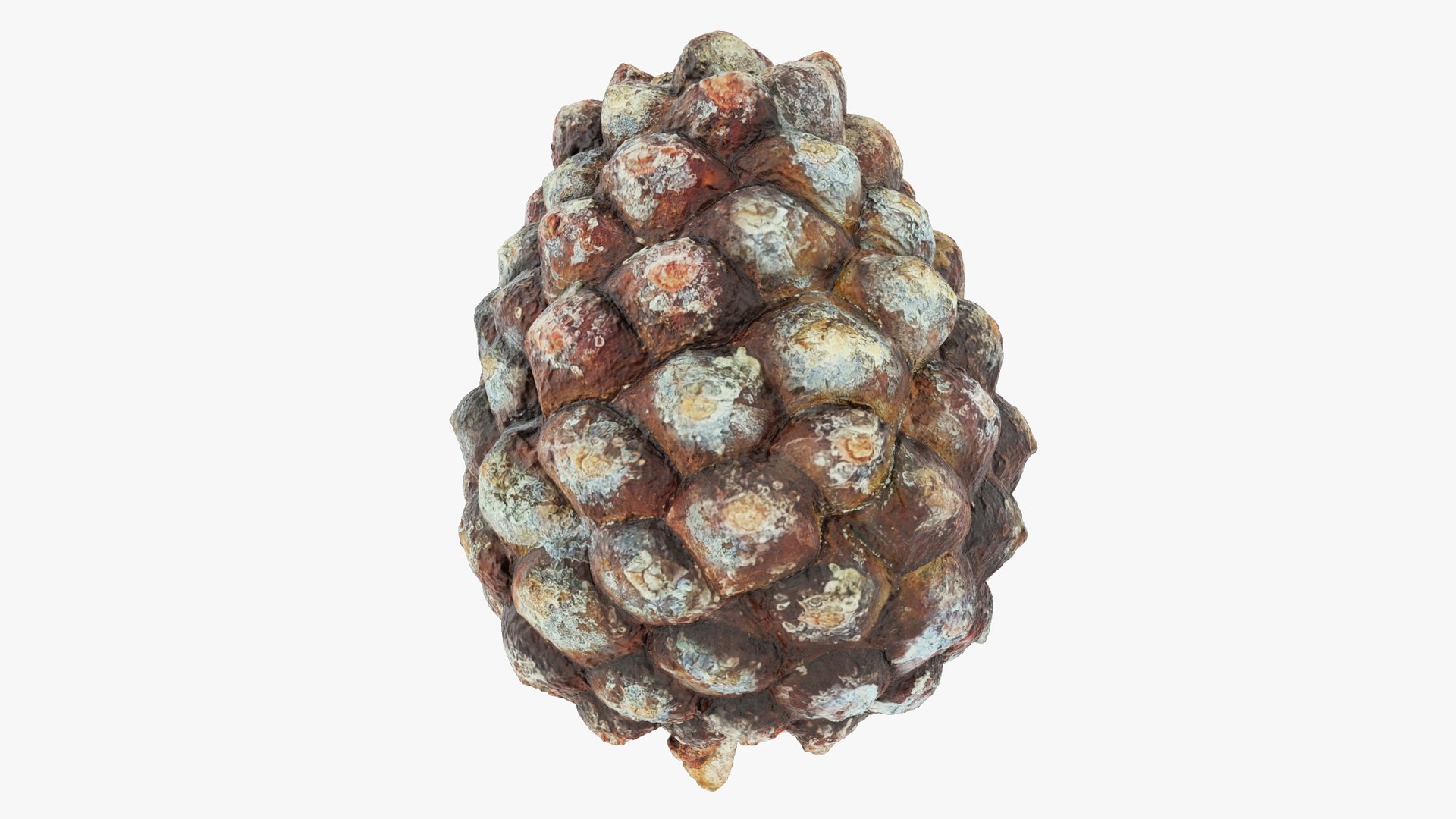 3D Conifer Cones Collection V4 model https://p.turbosquid.com/ts-thumb/dx/e1LvTl/yd/yc1_004_005/jpg/1705269810/1920x1080/fit_q87/6cfe8c22de474018f392164357f5cdbd5d1bc0f8/yc1_004_005.jpg