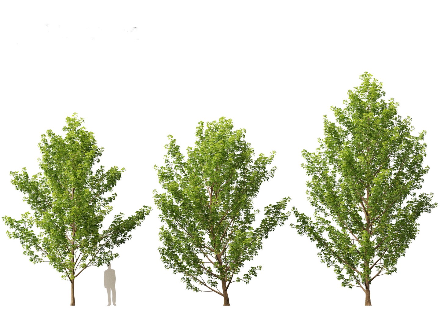 3D Populus Canadensis - Canadian Poplar 01 Model - TurboSquid 2135899