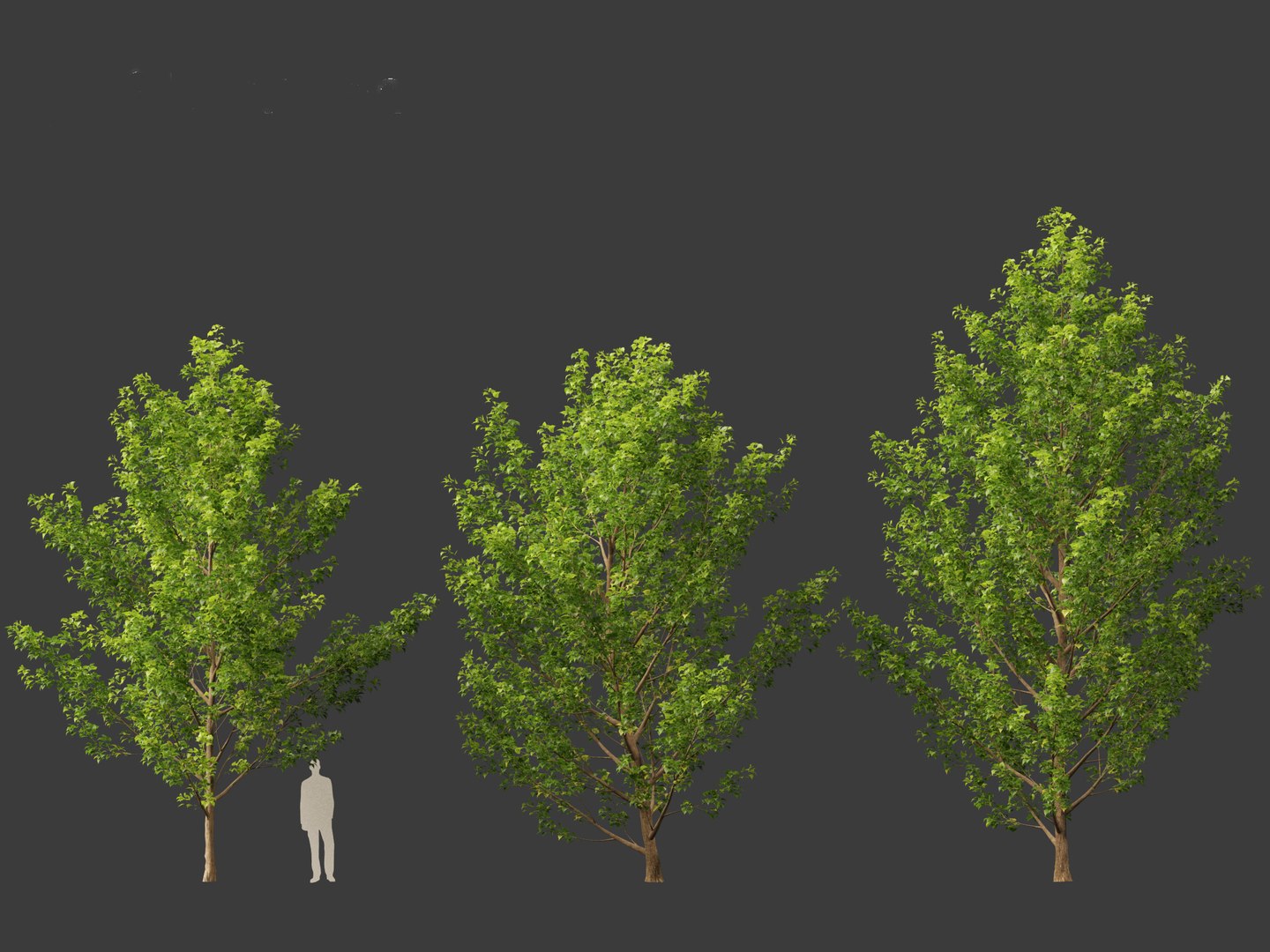 3D Populus Canadensis - Canadian Poplar 01 Model - TurboSquid 2135899