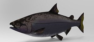 3D model Salmon