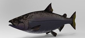 Salmon