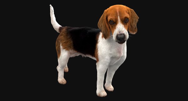 Beagle Dog Rigged Model - Turbosquid 1286982