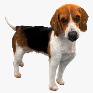 Beagle Dog(Animated) (Rigged)