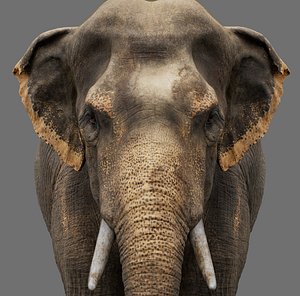 Asian Elephantis Texture Arnold 3D