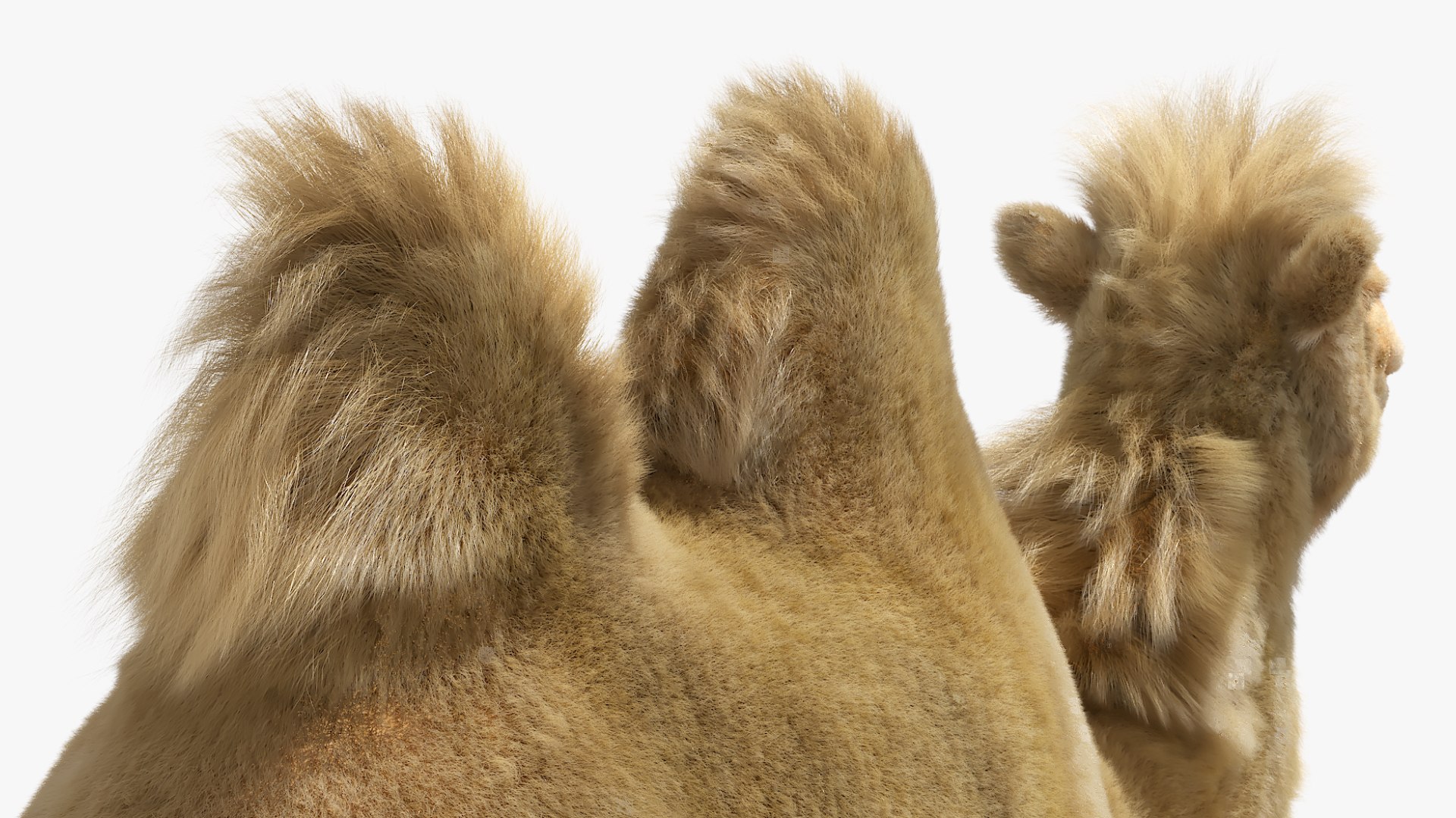 Bactrian Camel Fur Set Animated Rigged for Maya 3D model https://p.turbosquid.com/ts-thumb/dy/7SVIls/D2/bactrian_camel_fur_set_animated_rigged_for_maya_009/jpg/1777361157/1920x1080/fit_q87/012192220730f44b27a9b4268839ea6a4323e786/bactrian_camel_fur_set_animated_rigged_for_maya_009.jpg