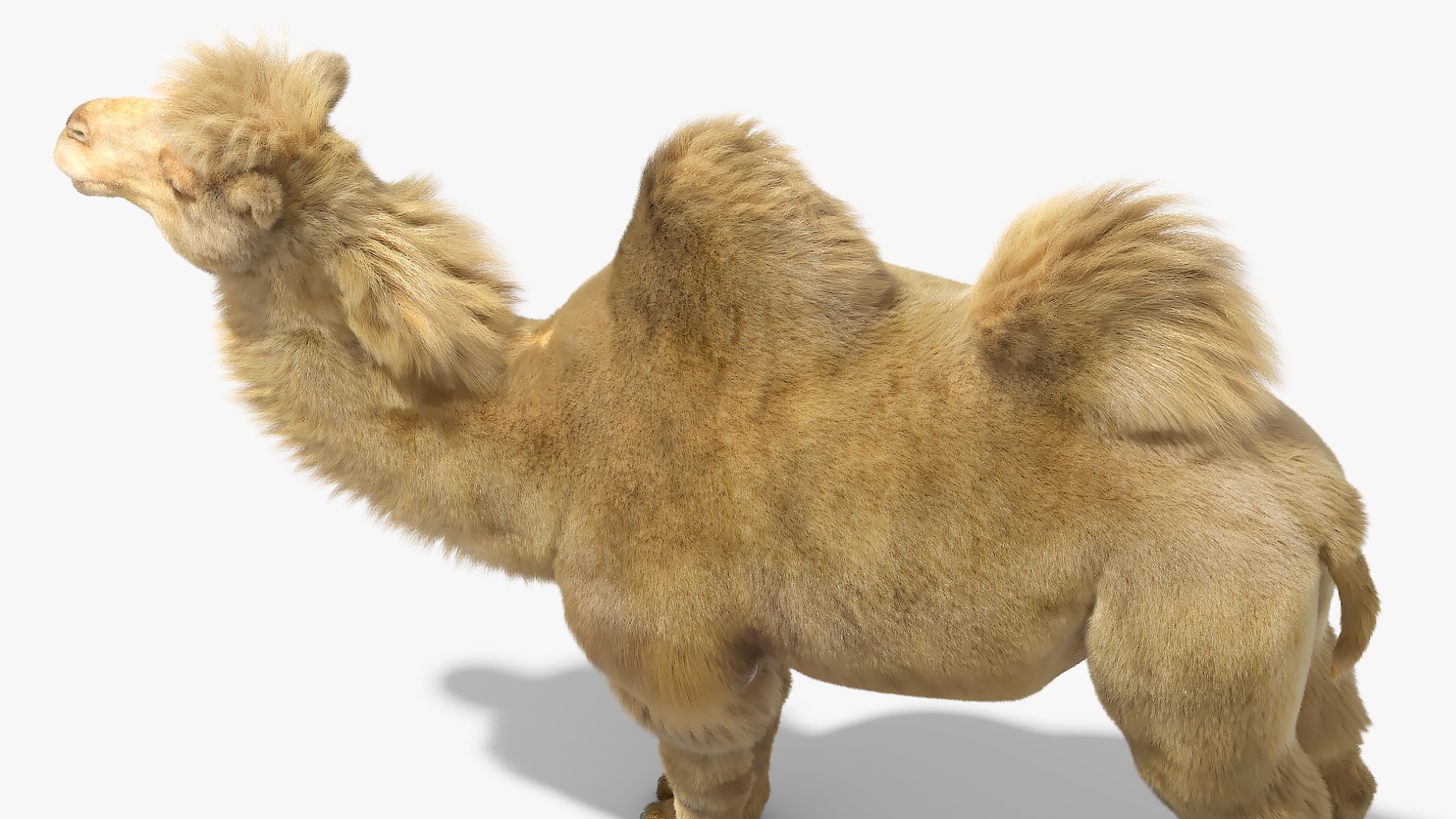 Bactrian Camel Fur Set Animated Rigged for Maya 3D model https://p.turbosquid.com/ts-thumb/dy/7SVIls/Vp/bactrian_camel_fur_set_animated_rigged_for_maya_008/jpg/1777361154/1920x1080/fit_q87/747c0f0cf815e556db6267247f17c7e91a3b8951/bactrian_camel_fur_set_animated_rigged_for_maya_008.jpg