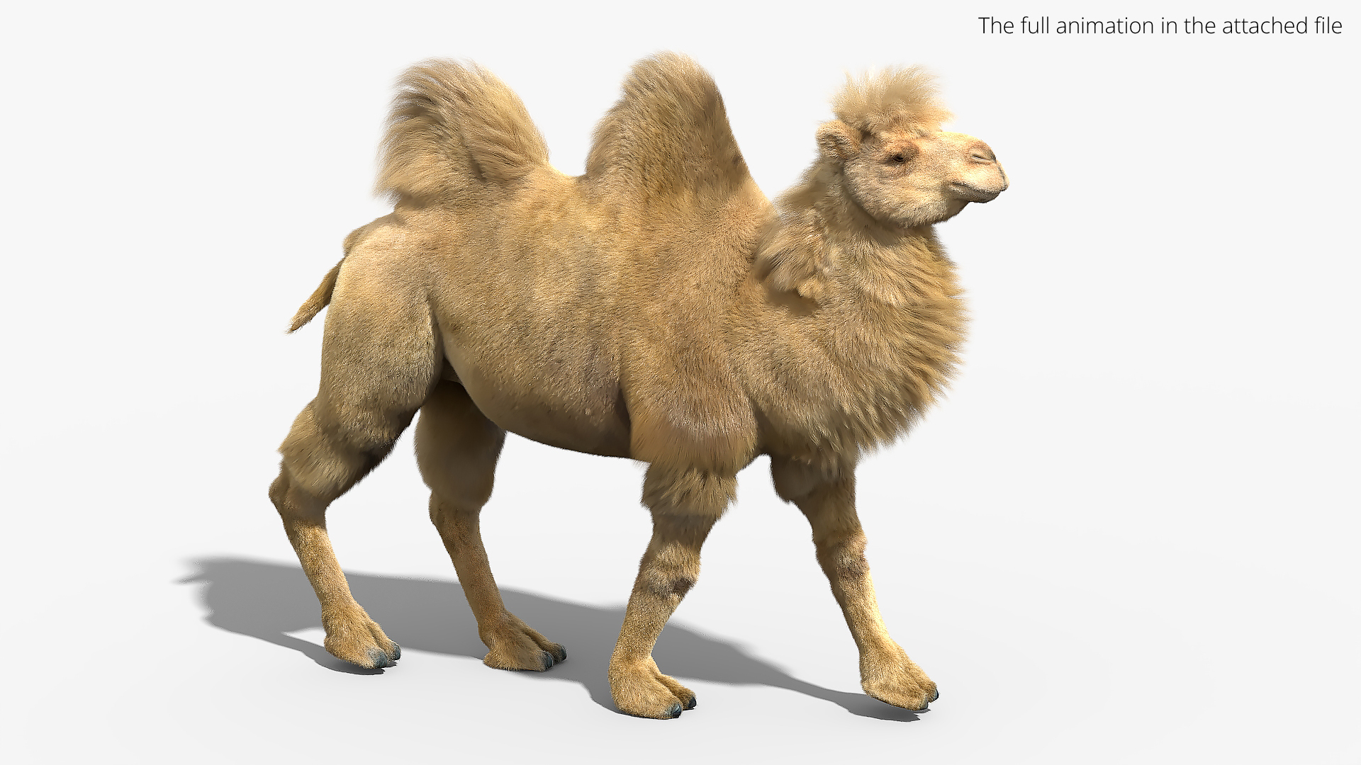 Bactrian Camel Fur Set Animated Rigged for Maya 3D model https://p.turbosquid.com/ts-thumb/dy/7SVIls/rj/bactrian_camel_fur_set_animated_rigged_for_maya_363/jpg/1777361064/1920x1080/turn_fit_q99/764f745d38b942febe50e79e4febffdc25bdb164/bactrian_camel_fur_set_animated_rigged_for_maya_363-1.jpg