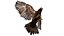Golden Eagle Fur Animated Rigged