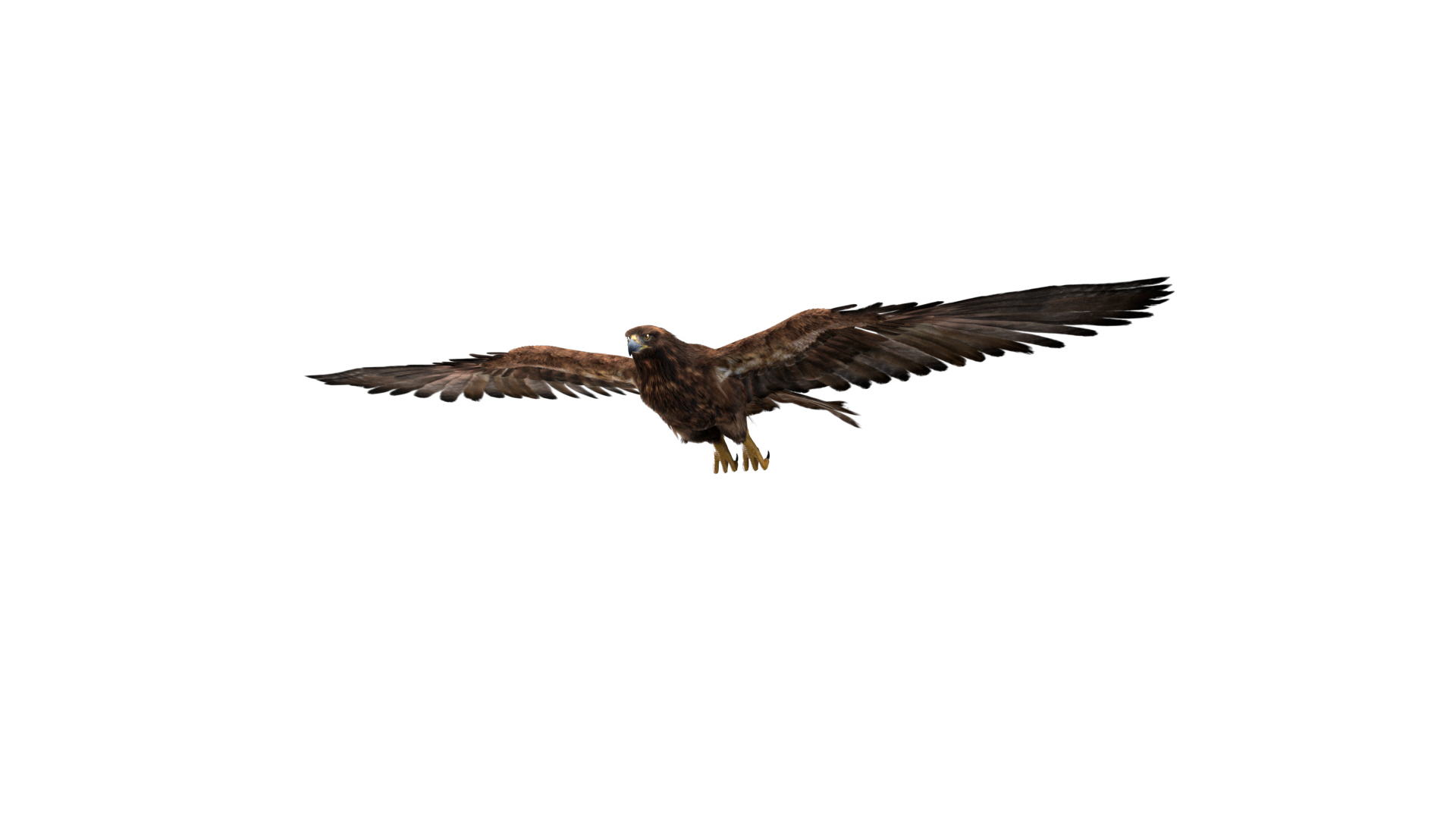 Realistic Golden Eagle Rigged 3D Model - TurboSquid 1511943