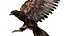 Golden Eagle Fur Animated Rigged