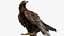Golden Eagle Fur Animated Rigged
