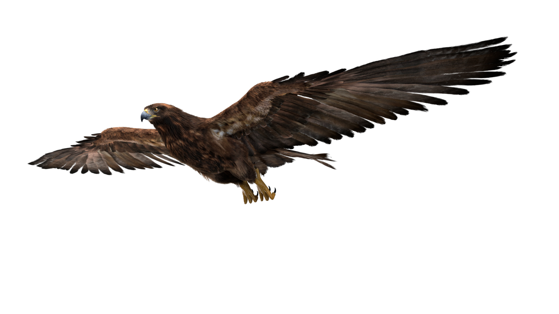 Realistic golden eagle rigged 3D model - TurboSquid 1511943