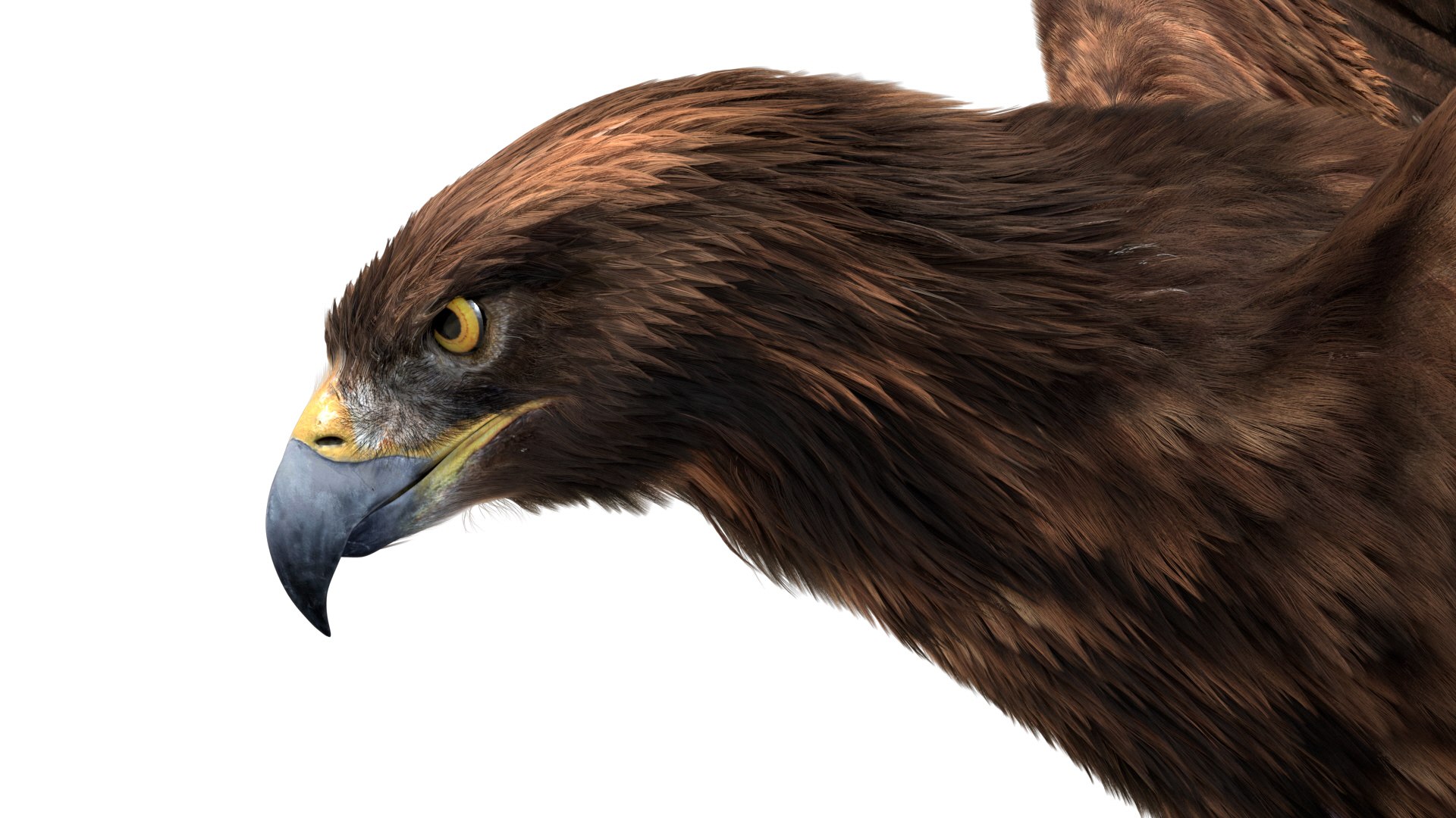 realistic golden eagle rigged 3D model https://p.turbosquid.com/ts-thumb/dy/Ewuwfh/LJhBmy14/13/jpg/1582078469/1920x1080/fit_q87/dbf81fbe1f546d60b8bdbb92e3fb9e701c11f2c1/13.jpg