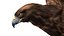 Golden Eagle Fur Animated Rigged