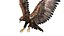 Golden Eagle Fur Animated Rigged