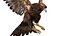 Golden Eagle Fur Animated Rigged