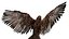 Golden Eagle Fur Animated Rigged