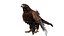 Golden Eagle Fur Animated Rigged