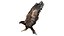 Golden Eagle Fur Animated Rigged