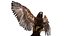 Golden Eagle Fur Animated Rigged