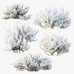 AV Winter plant Snow Wild Erica Multiflora and Snow Juniperus Sabina model